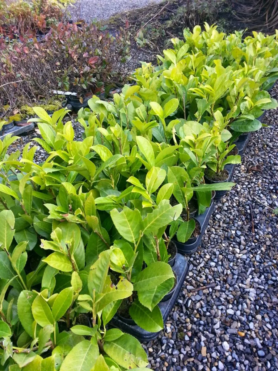 Laurel hedging ONE EURO - Image 1