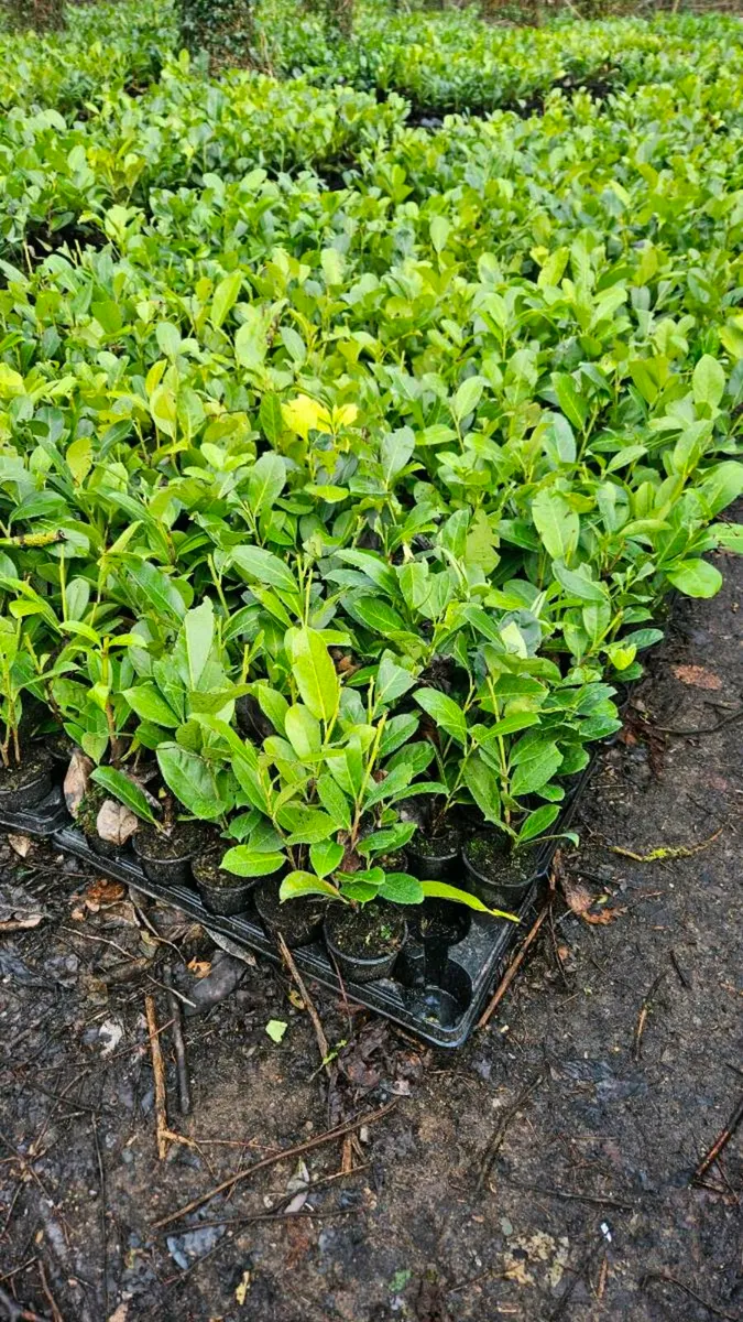 Laurel hedging ONE EURO - Image 2