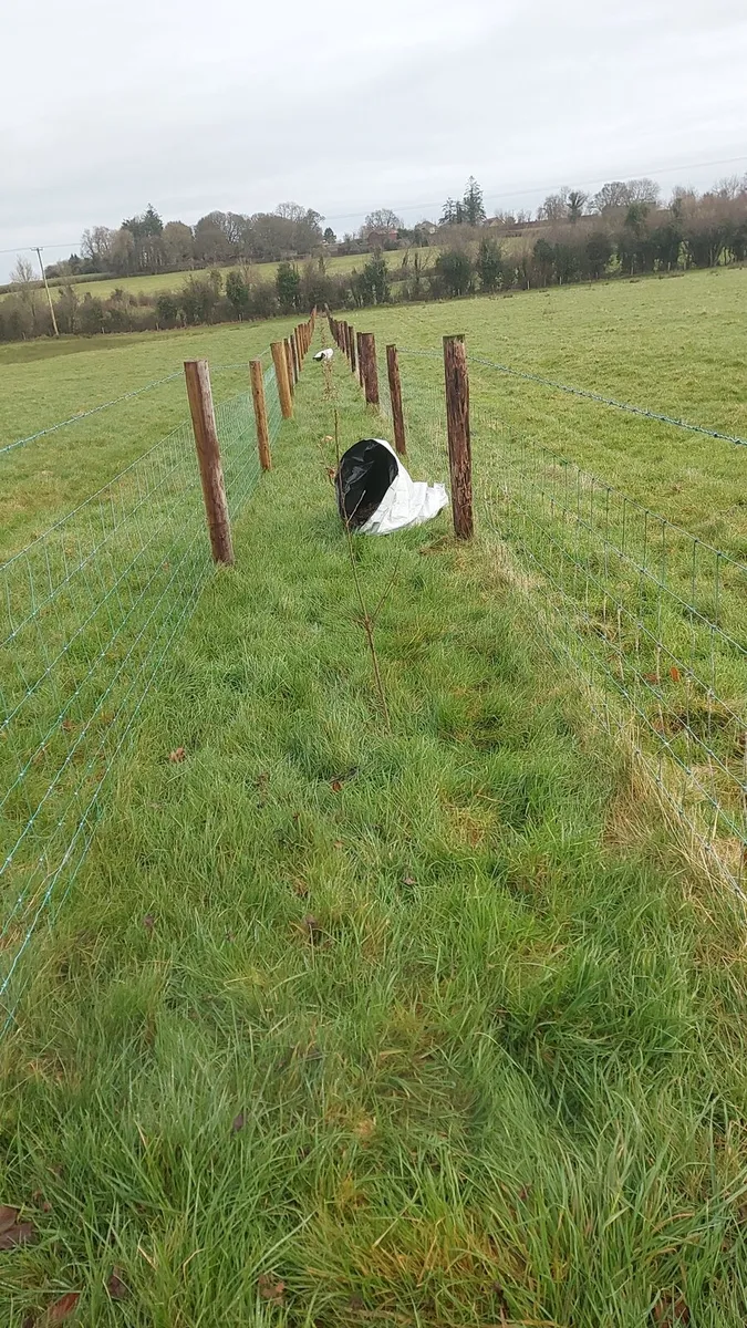 Tree planting - Image 2