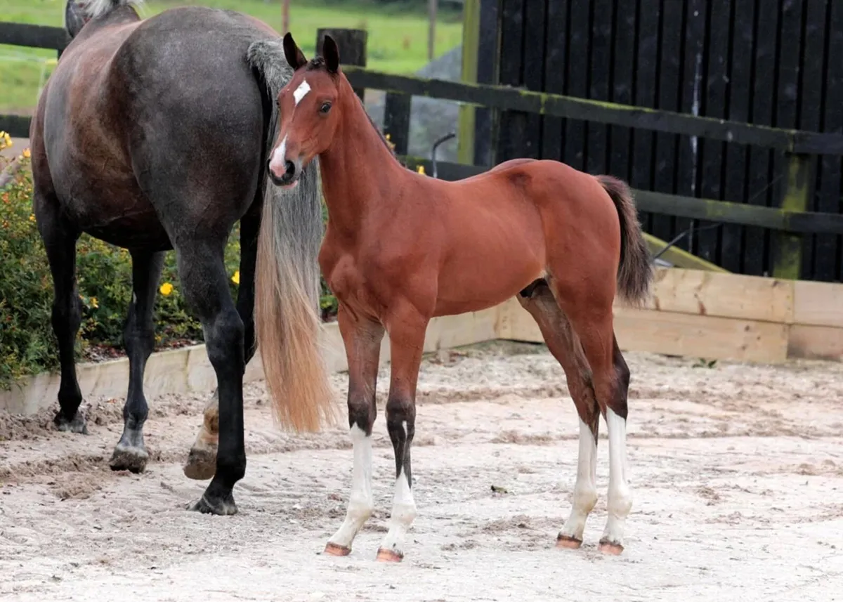 TOP QUALITY SELECTION OF YOUNG HORSES - Image 4