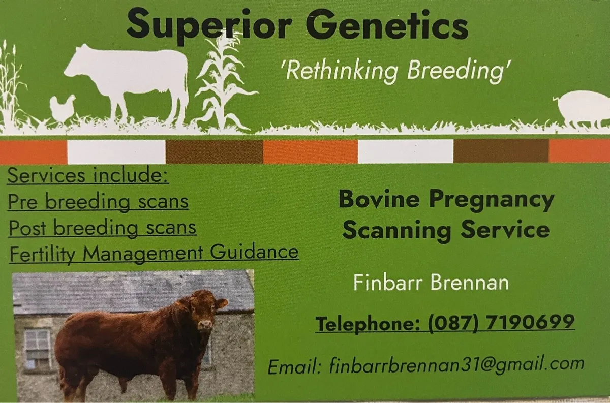 Bovine Pregnancy scanning service - Image 1