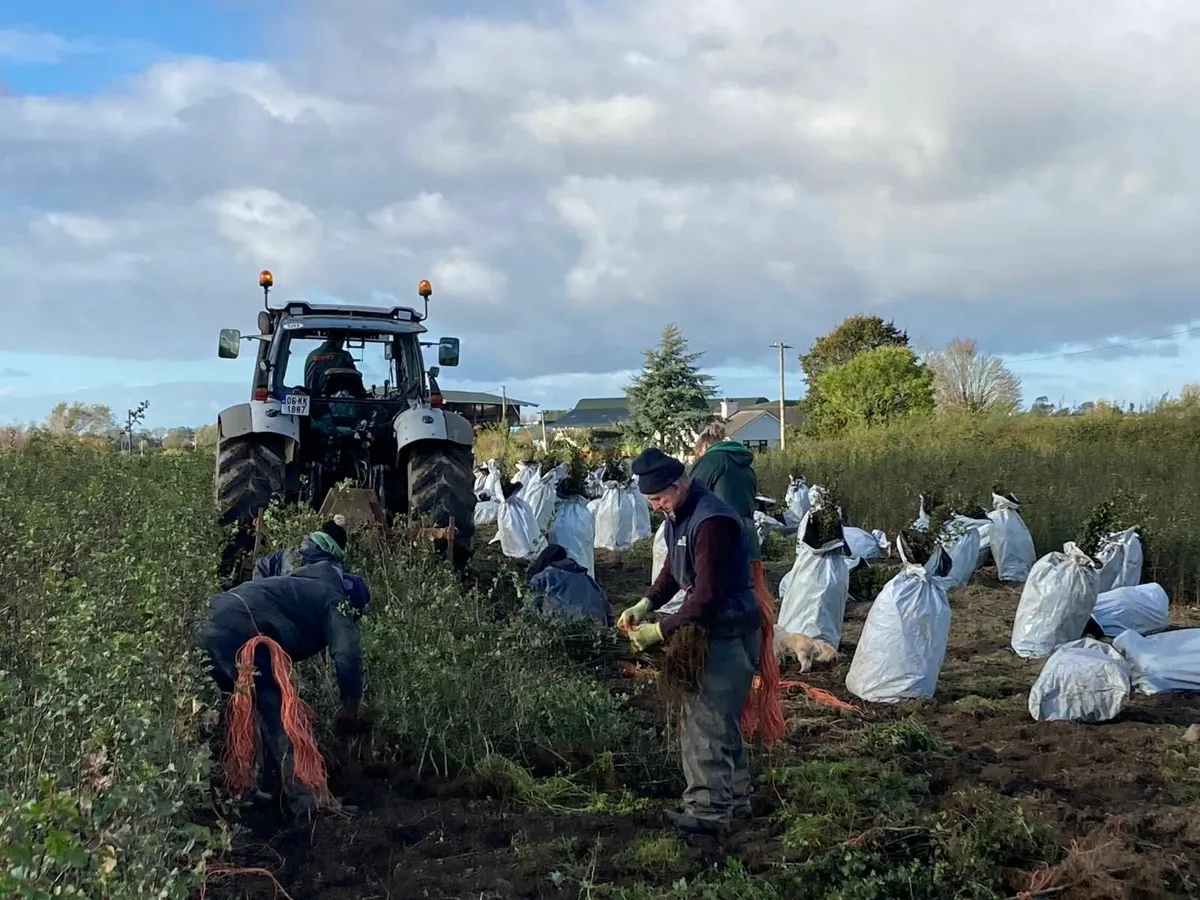 Native Irish Trees 🌳 - Image 2