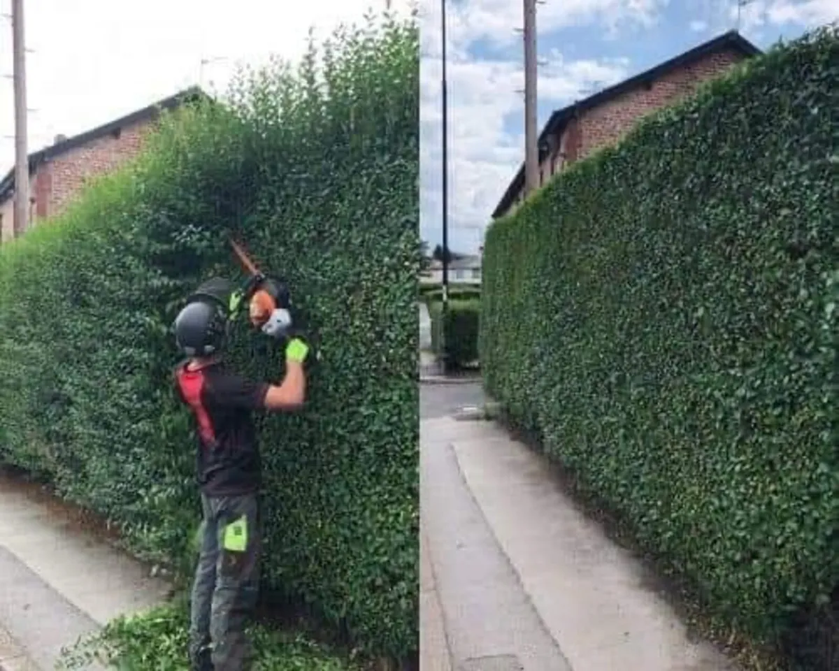 Tree surgery - Image 2