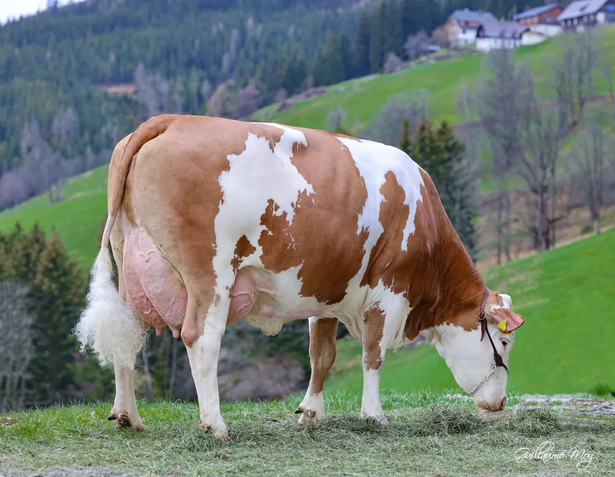 Fleckvieh Semen - Image 1