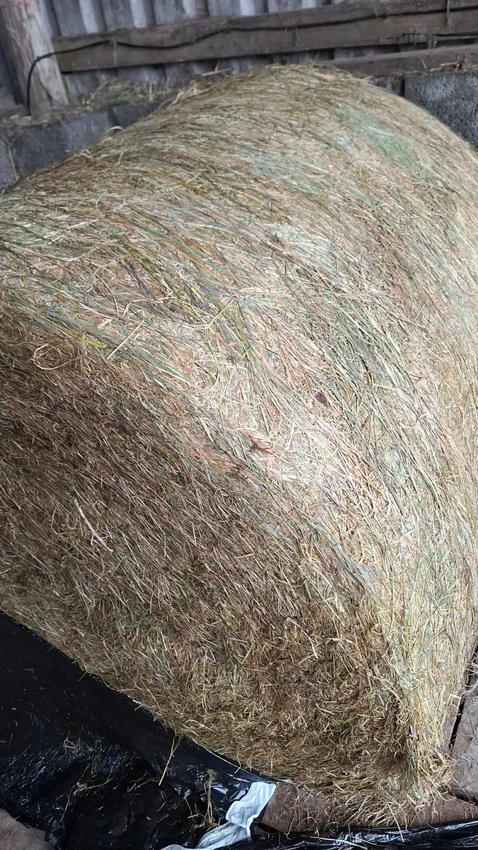 Hay and  Haylage - Image 1
