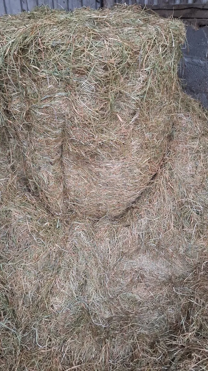 Hay and  Haylage - Image 2