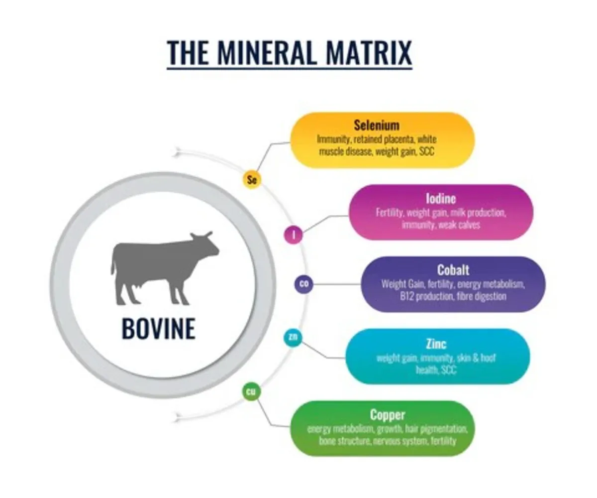 Cattle Thrive - Superior Quality Mineral Drench - Image 4