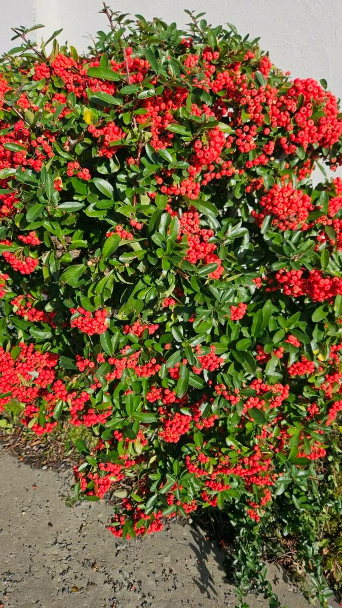 Pyracantha Firethorn Hedging Two Euros - Image 3