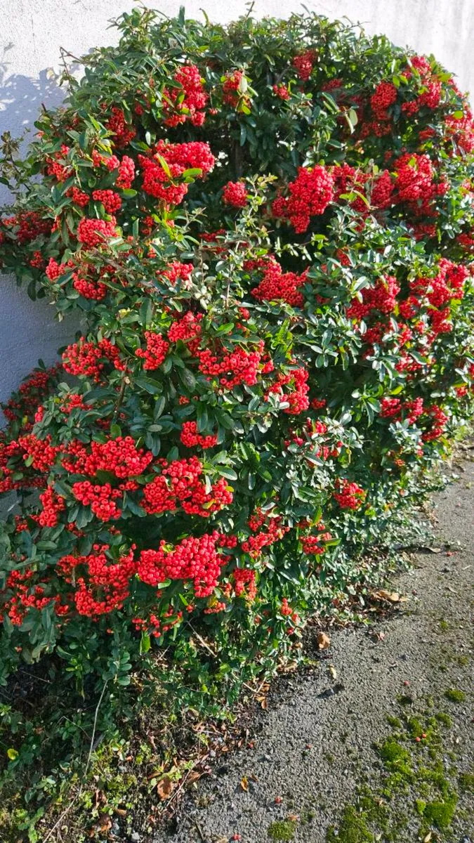 Pyracantha Firethorn Hedging Two Euros - Image 4