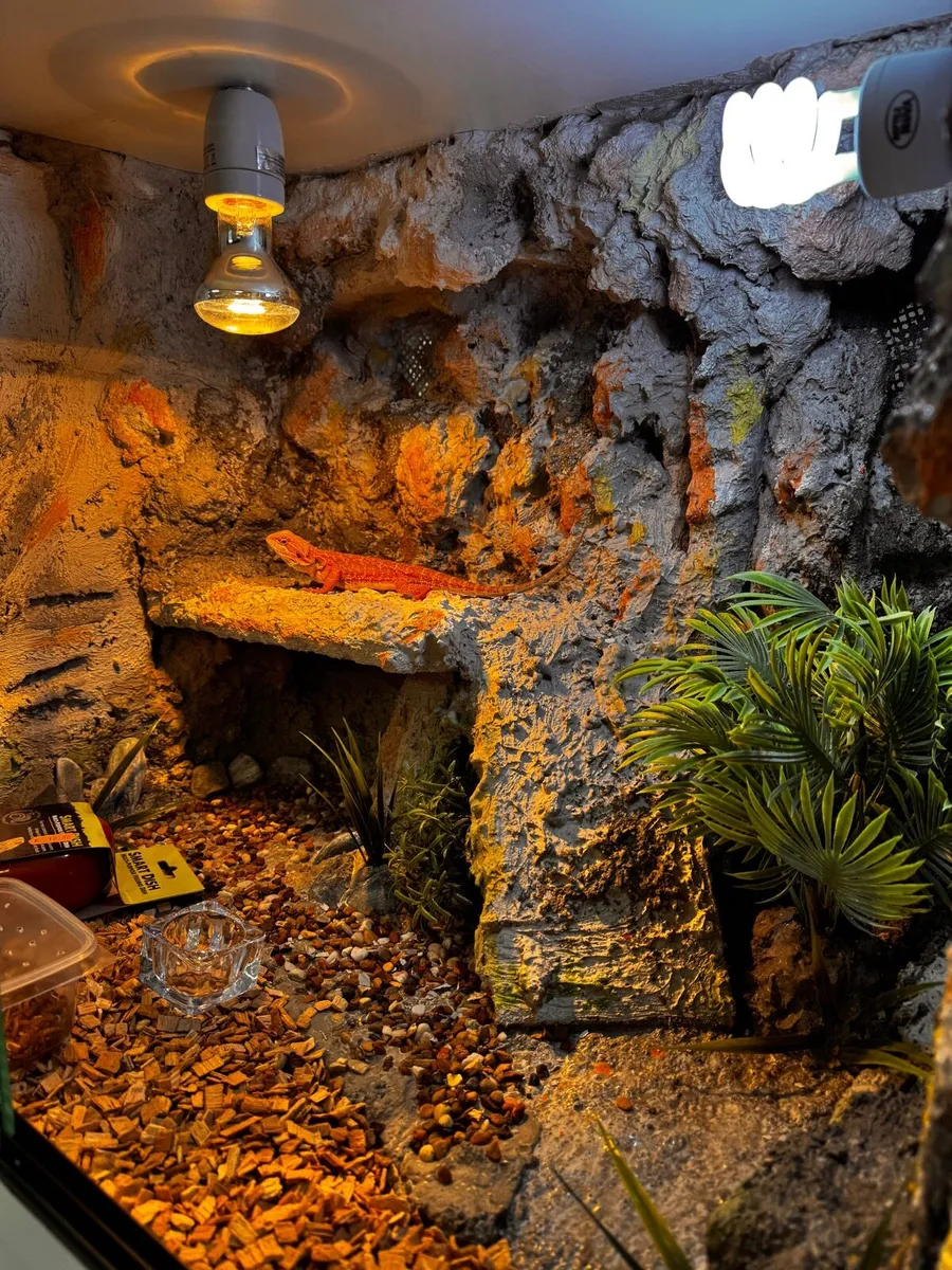 Terrarium with interior finishing - Image 2