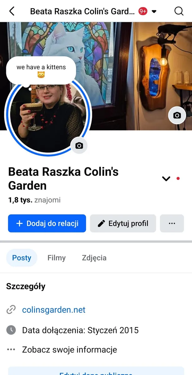 Maine Coon girl pedigree and registered - Image 3