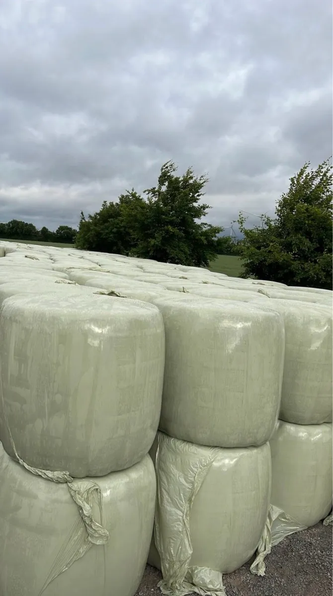 straw. Silage &Chopped straw also - Image 2