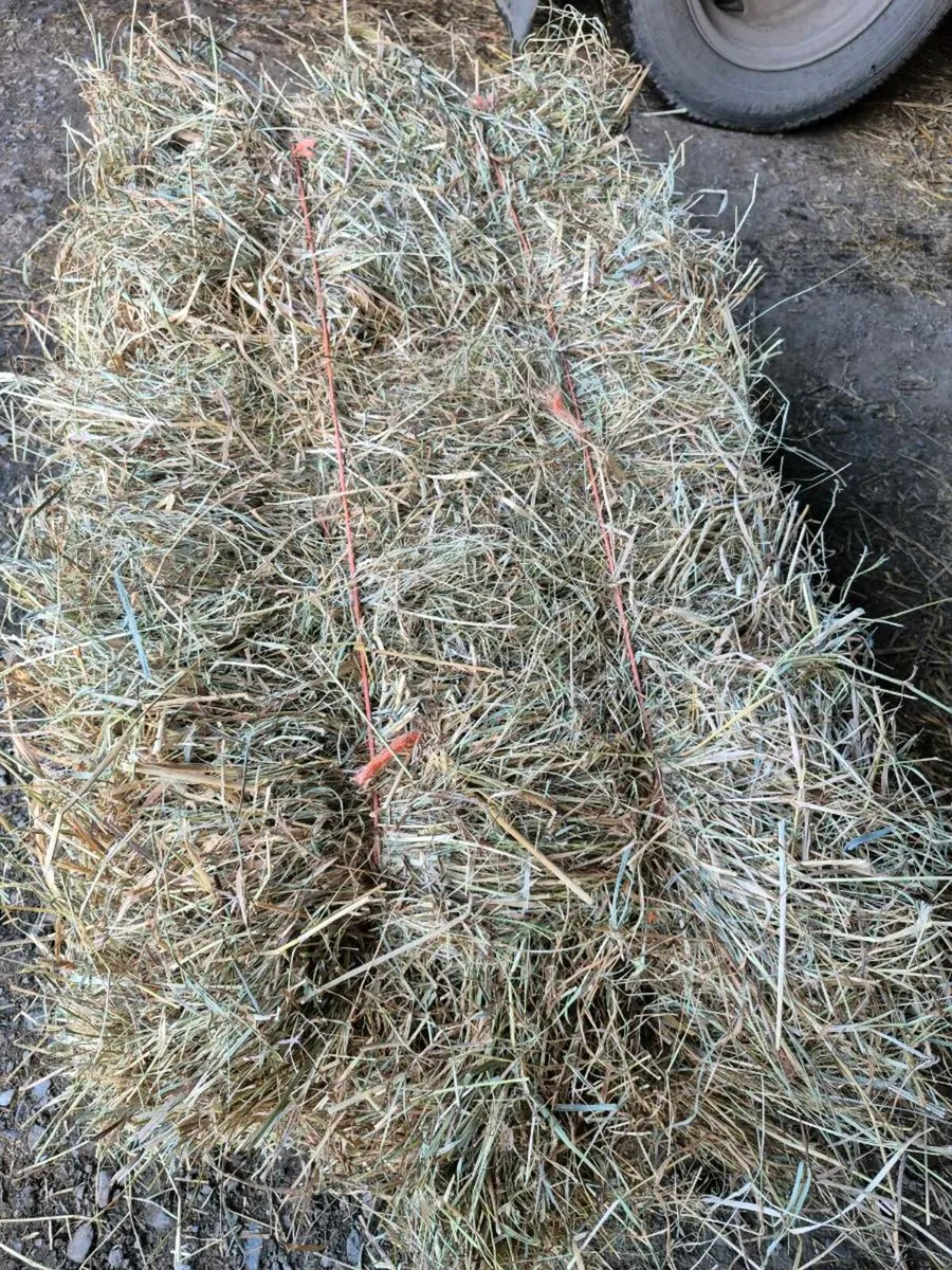 Small square bales hay and straw - Image 3