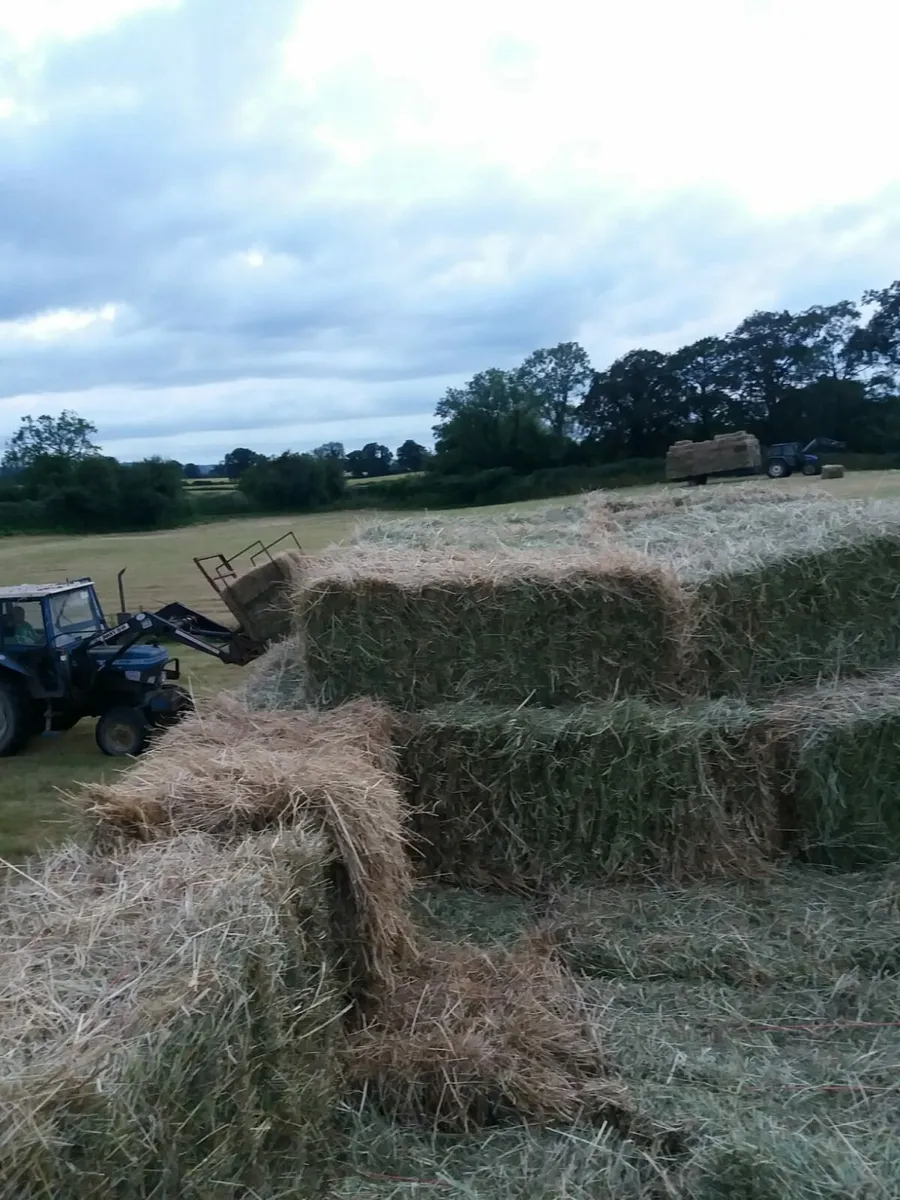 Small square bales hay and straw - Image 1