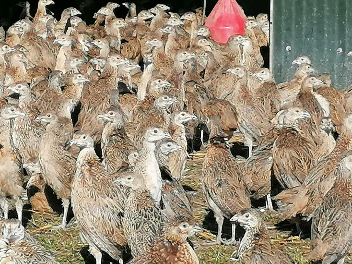Pheasants - Image 1