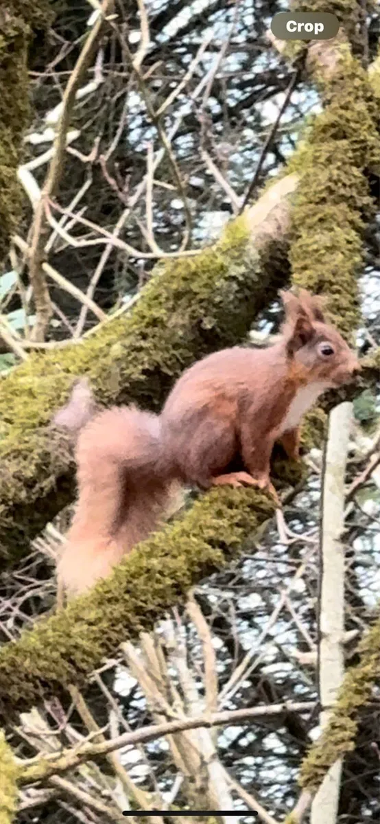 Stone plum slate cobbles pebbles rocks boulders - Image 2