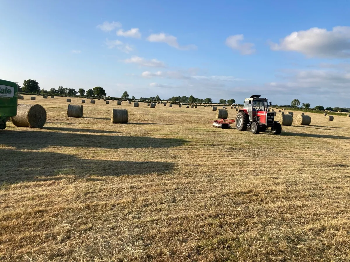 Top quality hay - Image 3