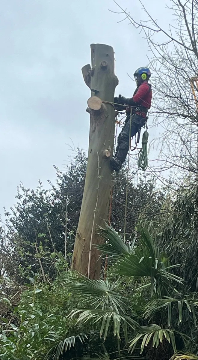 Tree surgery - Image 1