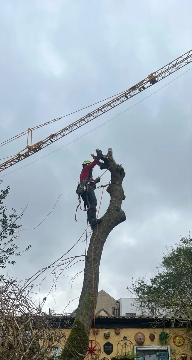 Tree surgery - Image 4