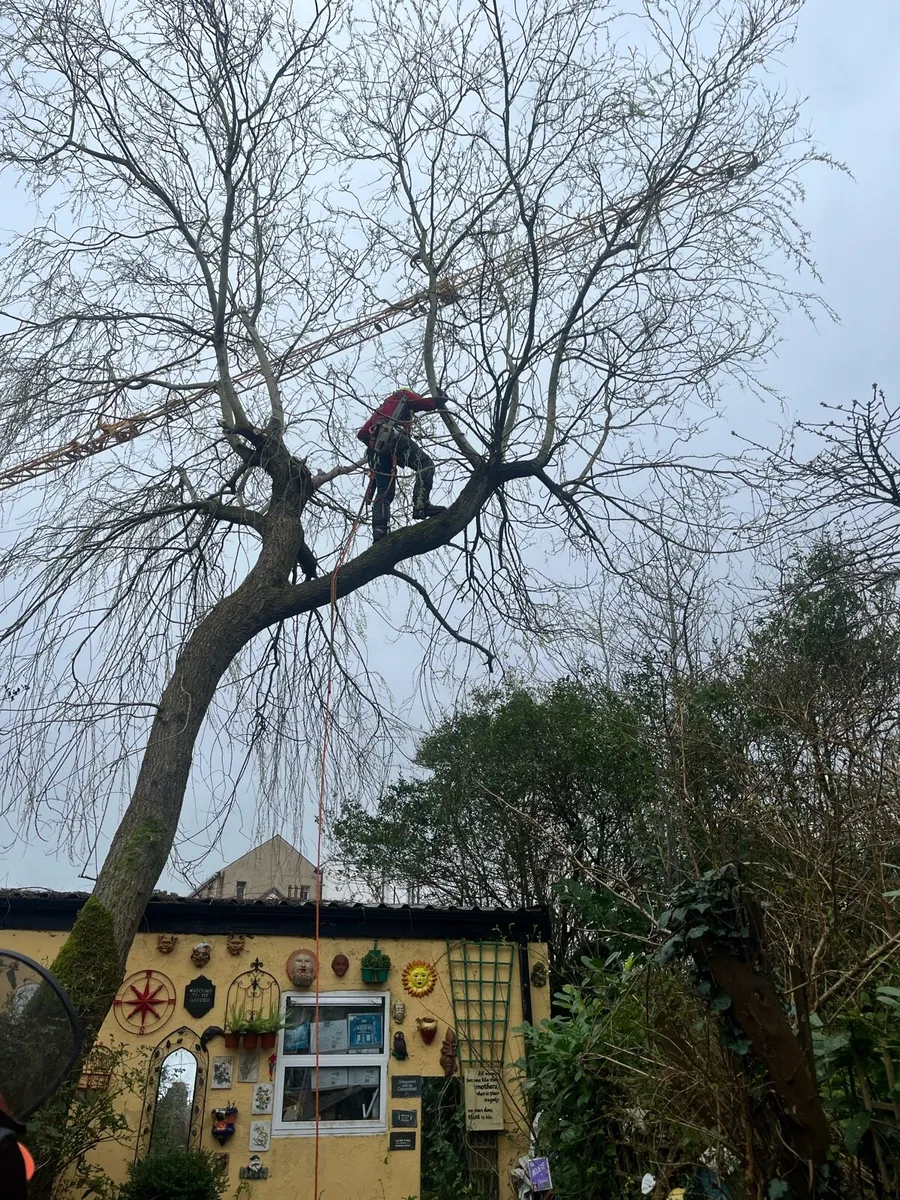 Tree surgery - Image 3