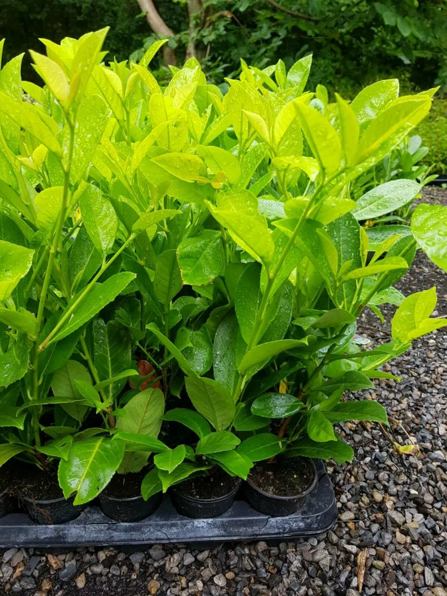 Cheap Laurel Hedging - Image 1