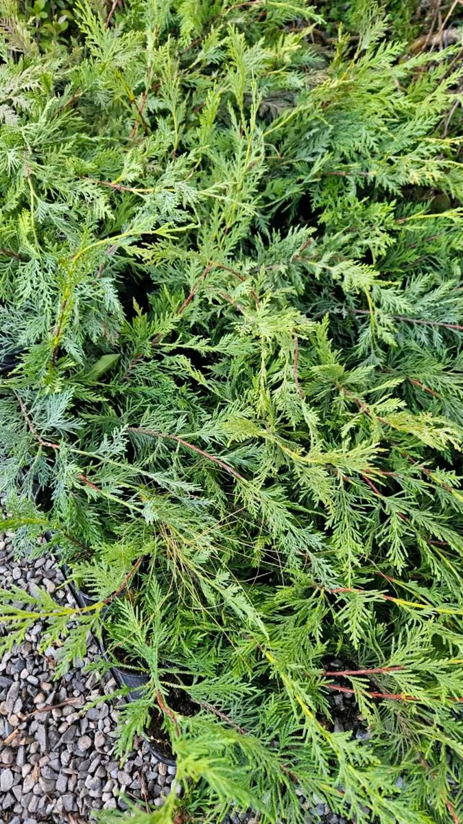 Leylandii Hedging TWO EUROS - Image 1