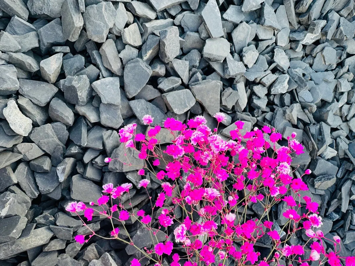 Grave pebbles and chippings - Image 1