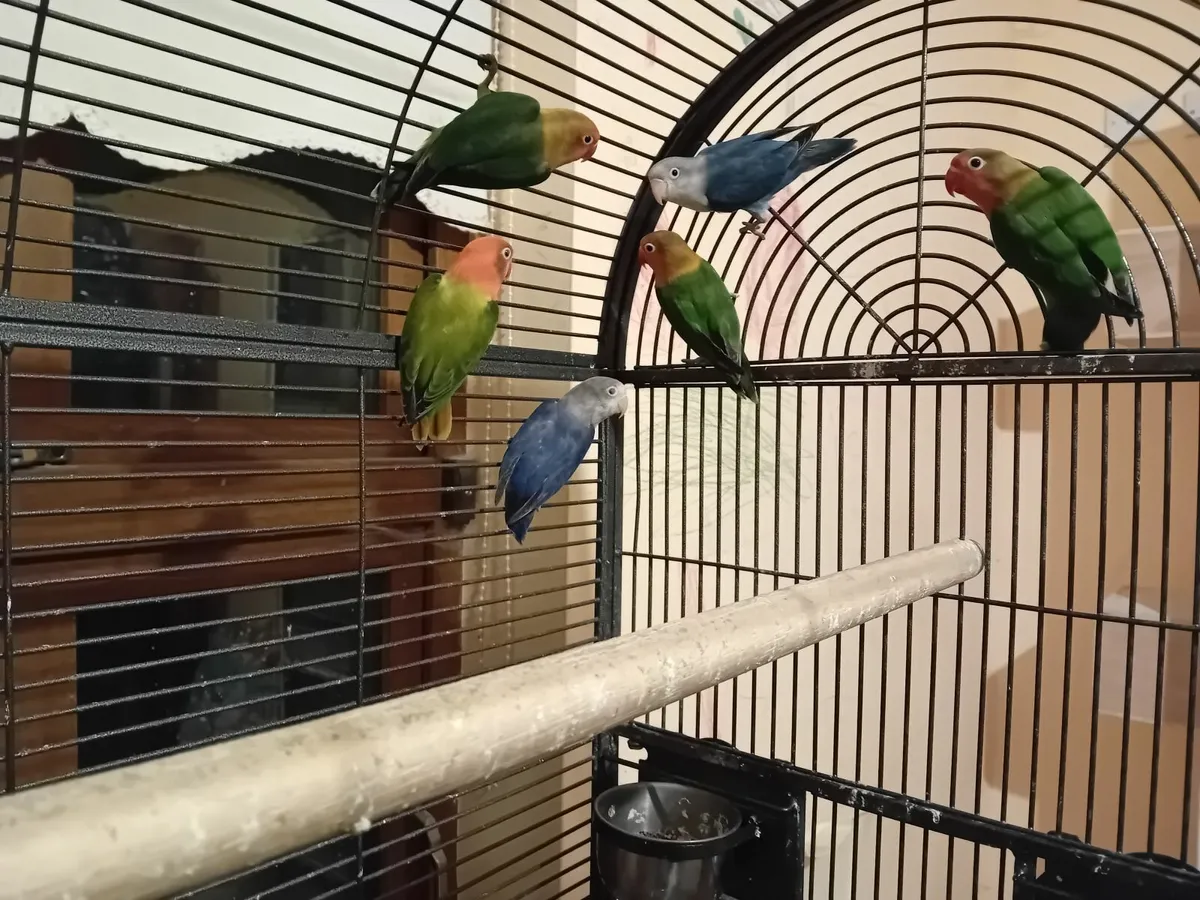 Birds lovebirds - Image 1