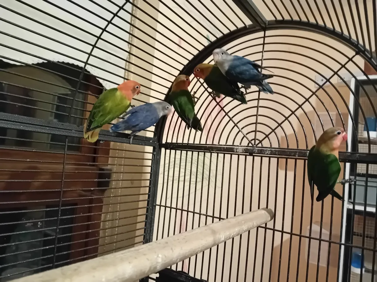 Birds lovebirds - Image 2