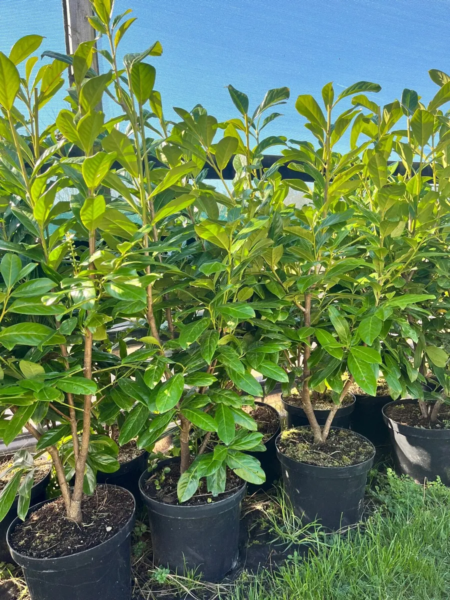 CHERRY LAUREL HEDGING - Image 4
