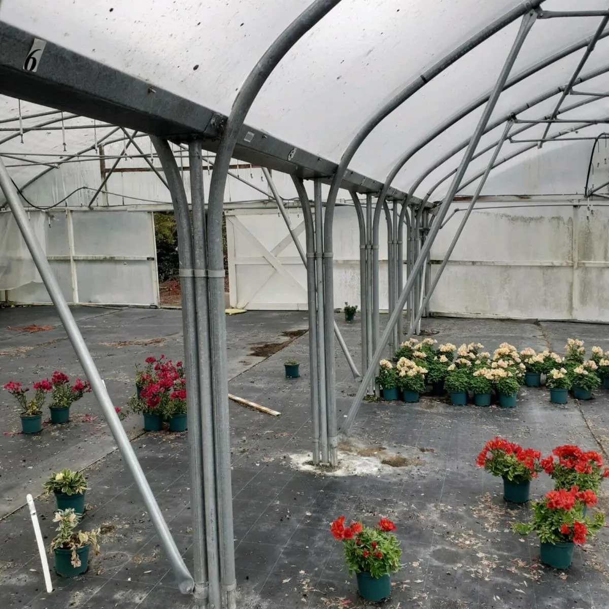 Pollytunnels - Image 1