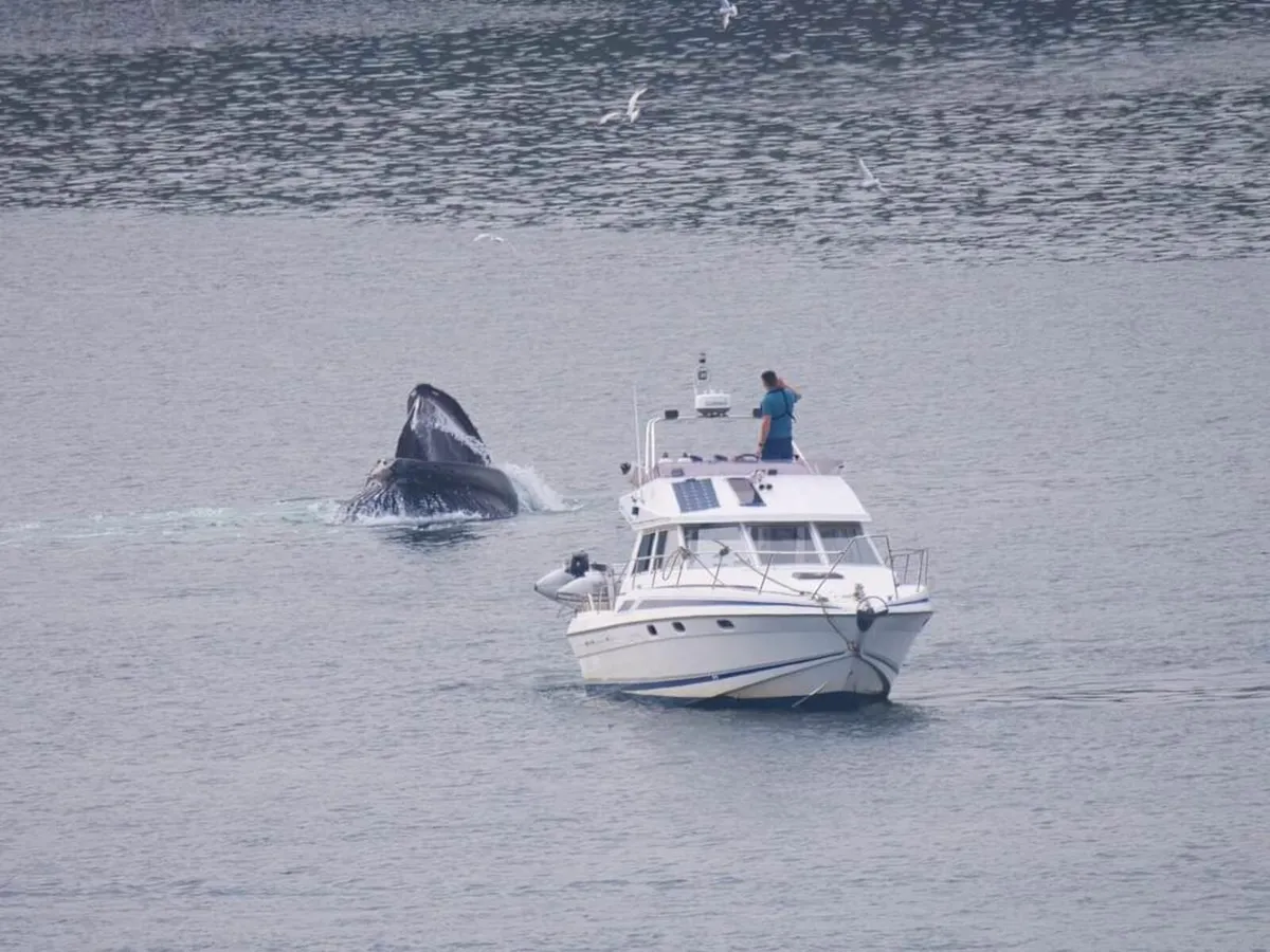 Sunseeker Jamaican 35 Flybridge Motor Cruiser p/x - Image 2