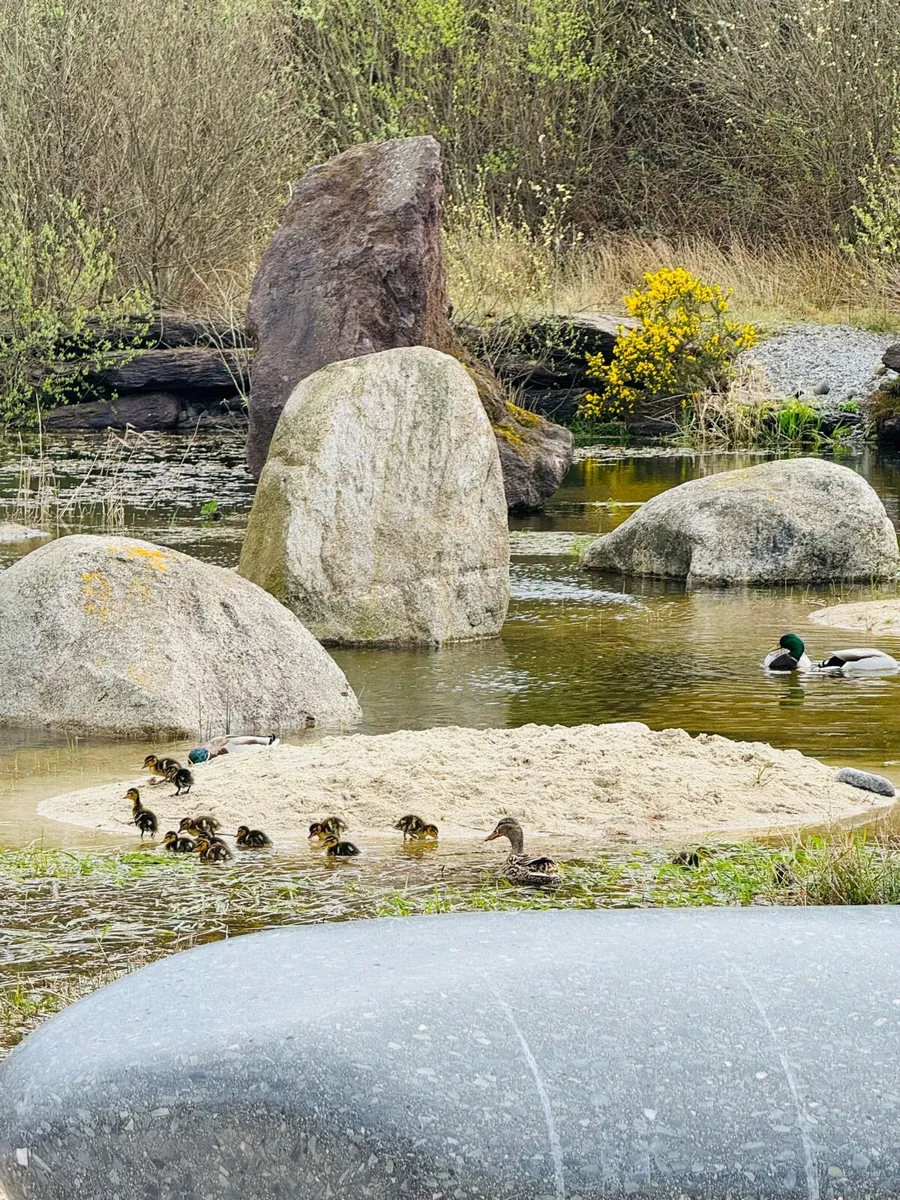 Zen  Gardens.cobbles,boulders,pebbles, chips, - Image 1