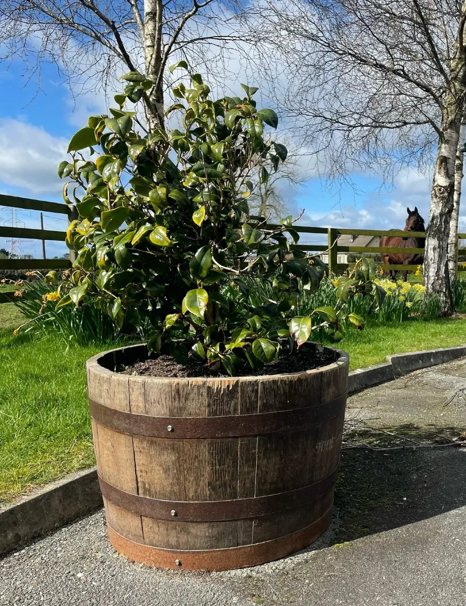 Excellent whiskey barrel’s - delivered nationwide - Image 4