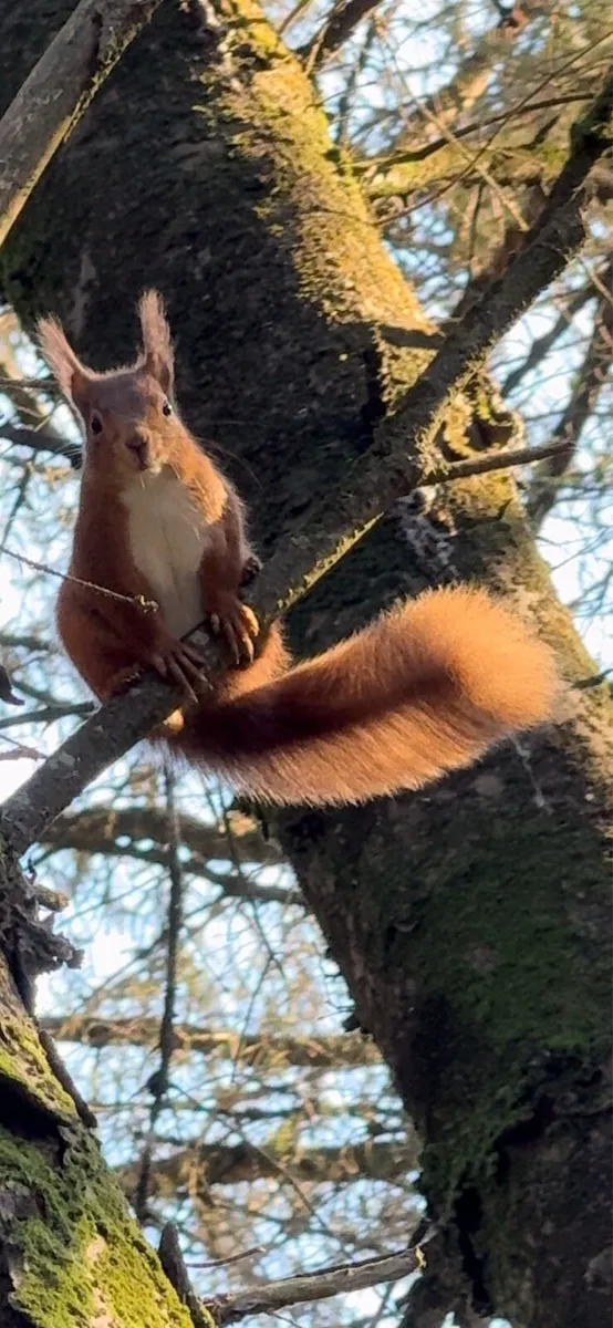Stone decorative - Image 1