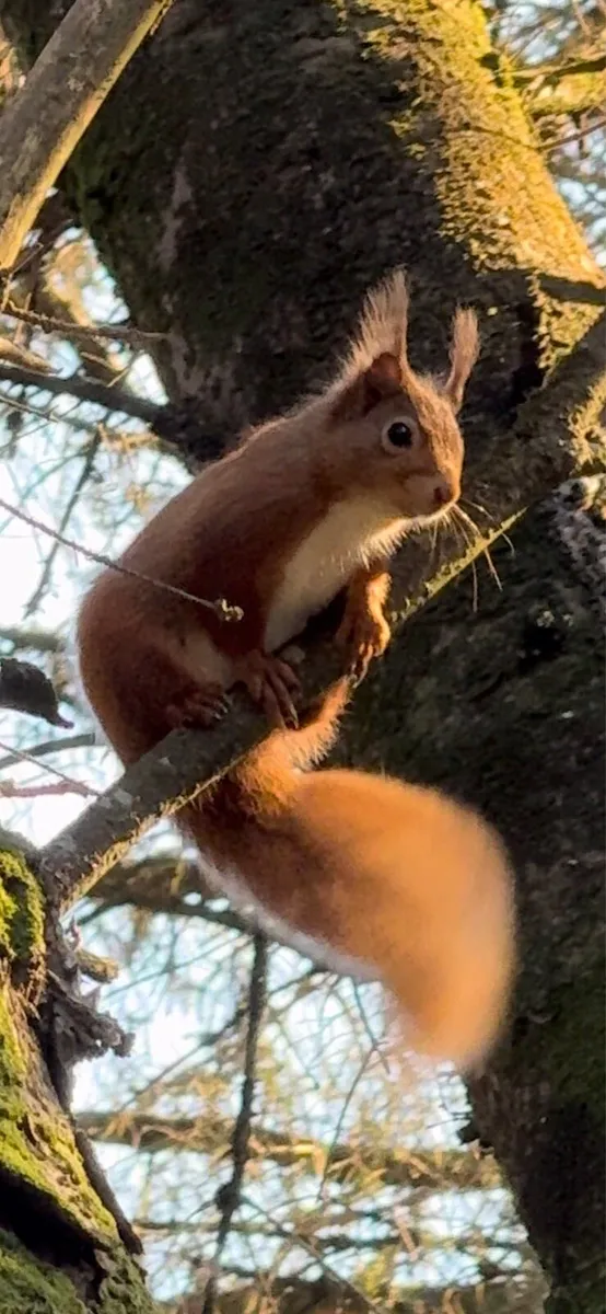 Decorative Stone plum slate rocks boulders pebbles - Image 1
