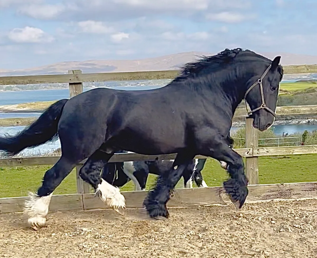 ⚡️16hh Black Irish Cob Stallion at Stud⚡️ - Image 4