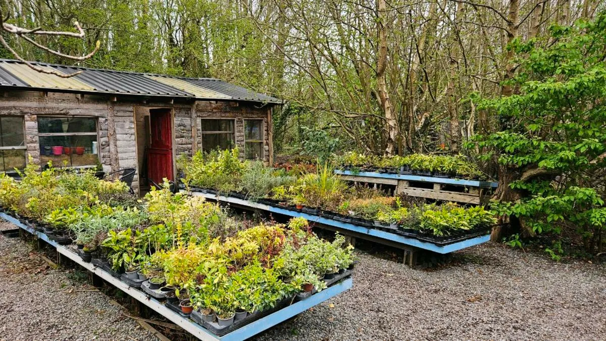 SHRUBS, GARDEN PLANTS - Image 1