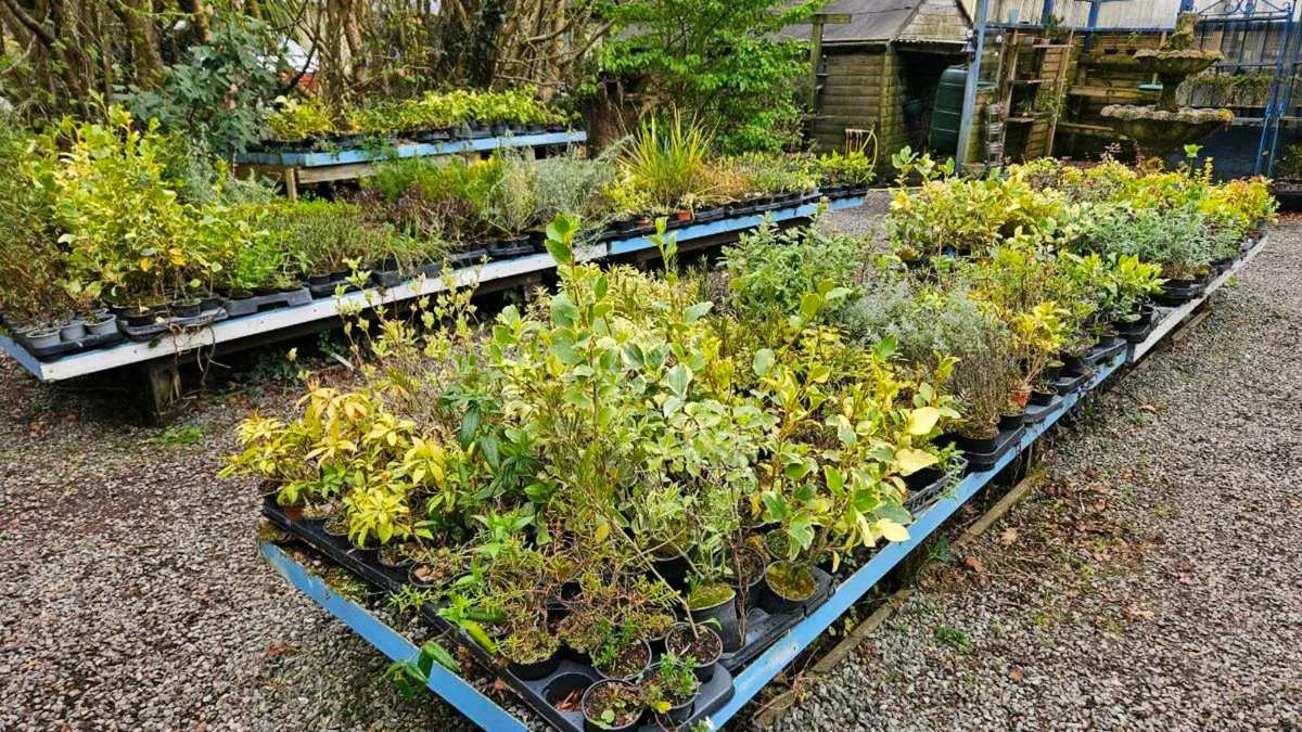 SHRUBS, GARDEN PLANTS - Image 2