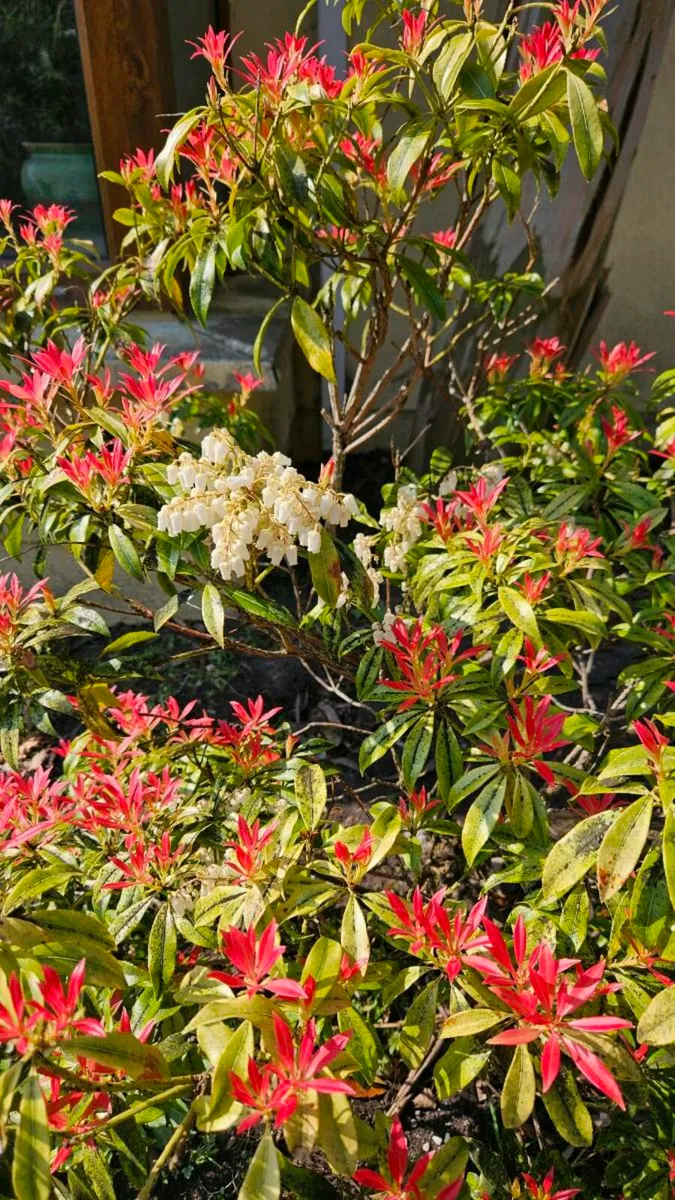 SHRUBS, GARDEN PLANTS - Image 3