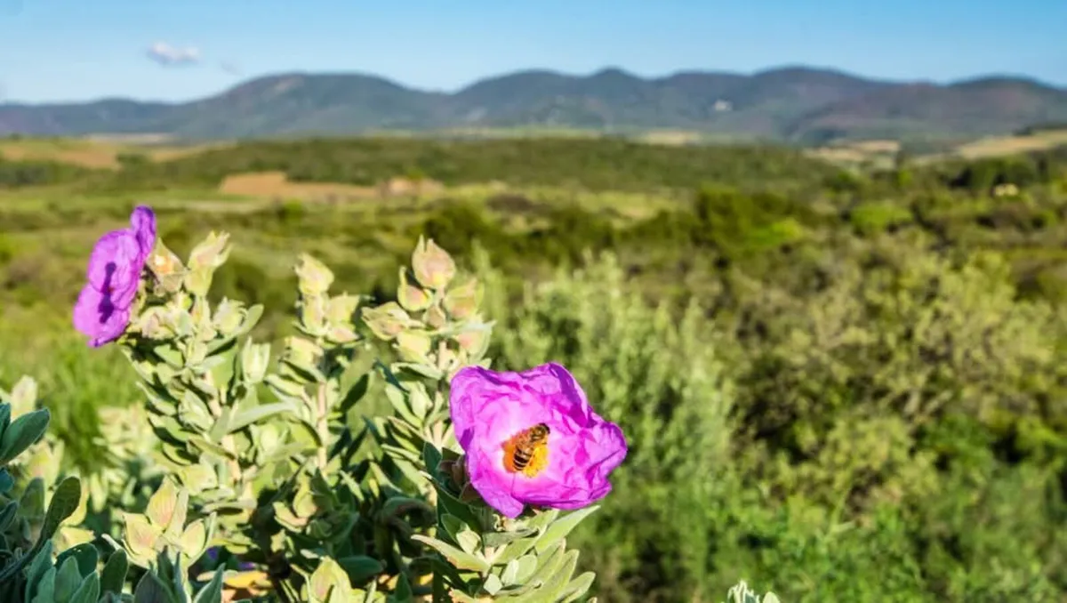 SHRUBS, GARDEN PLANTS - Image 4