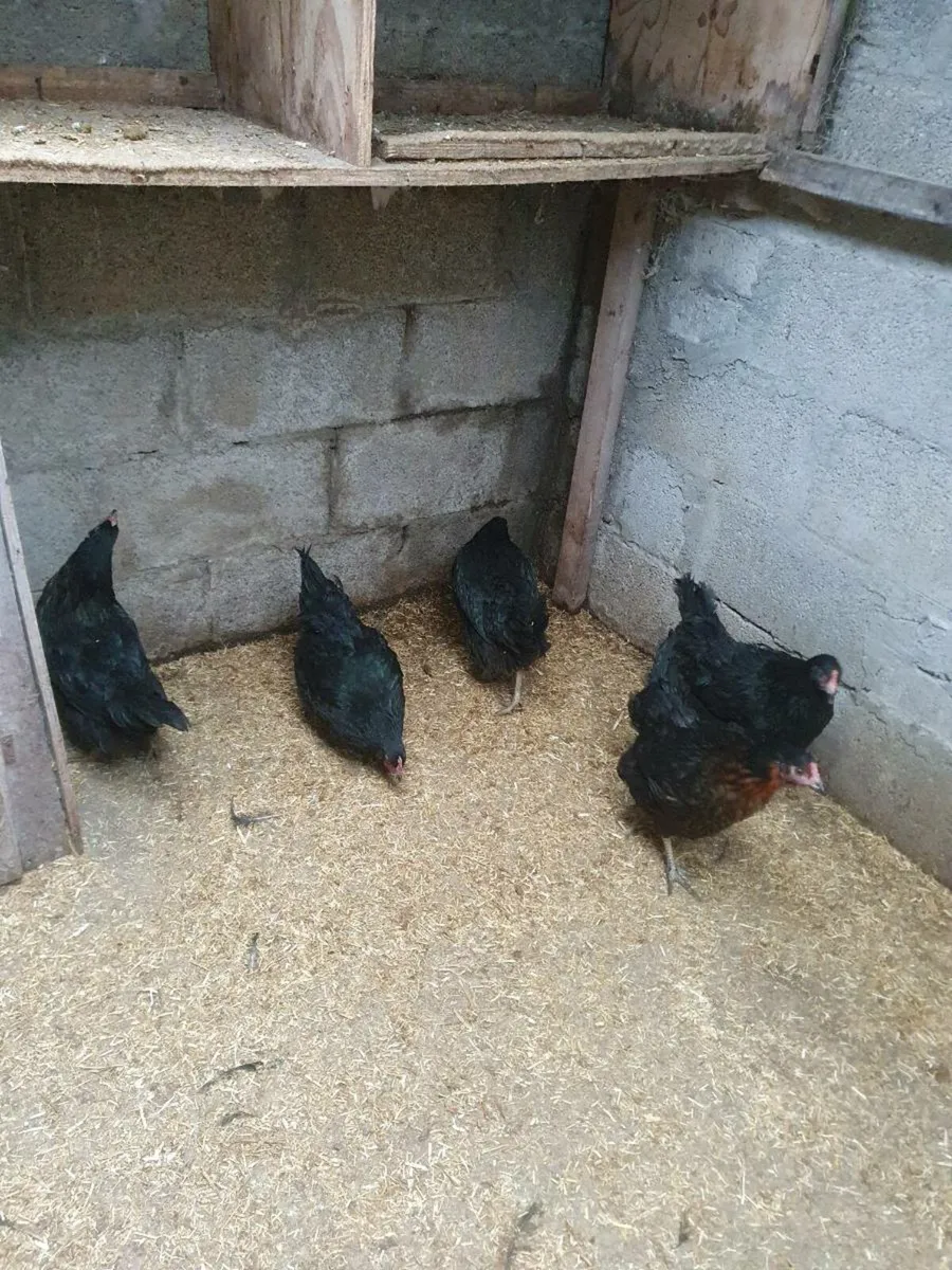 Pullets/hens available every day in kildare - Image 3