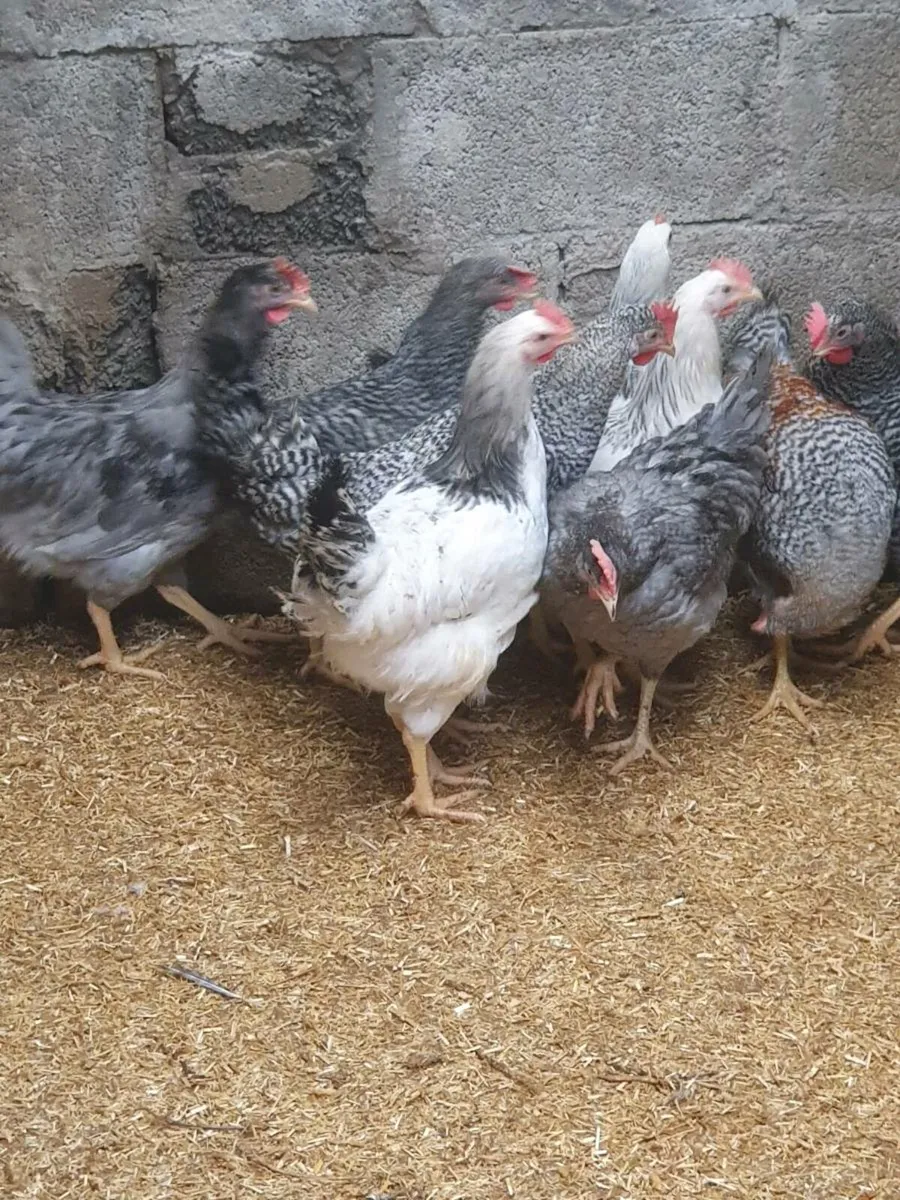 Pullets/hens available every day in kildare - Image 4