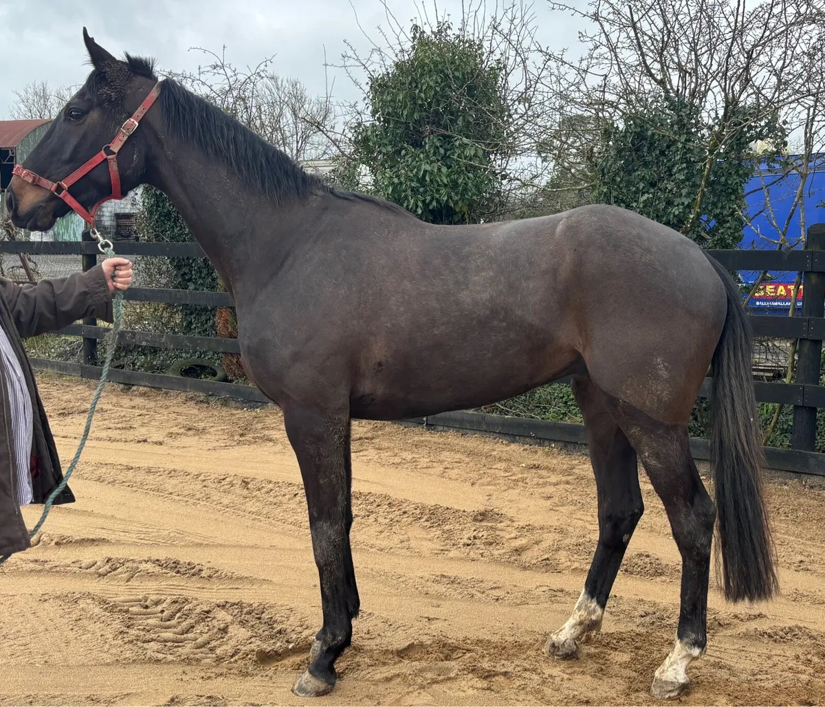 Thoroughbreds wanted - Image 2