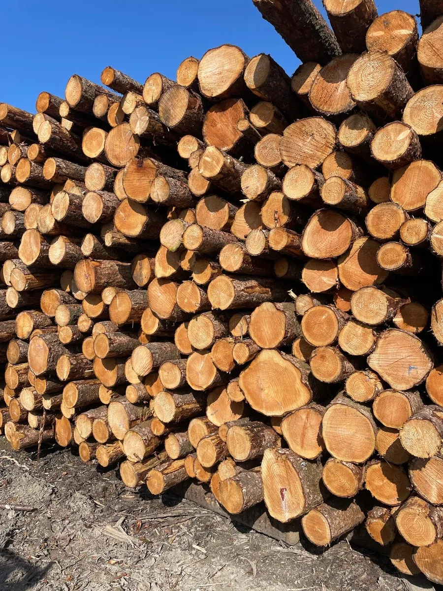 Larch Hardwood - Image 2