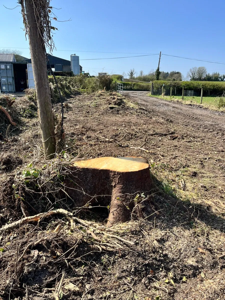 Stump grinding and mulching - Image 1