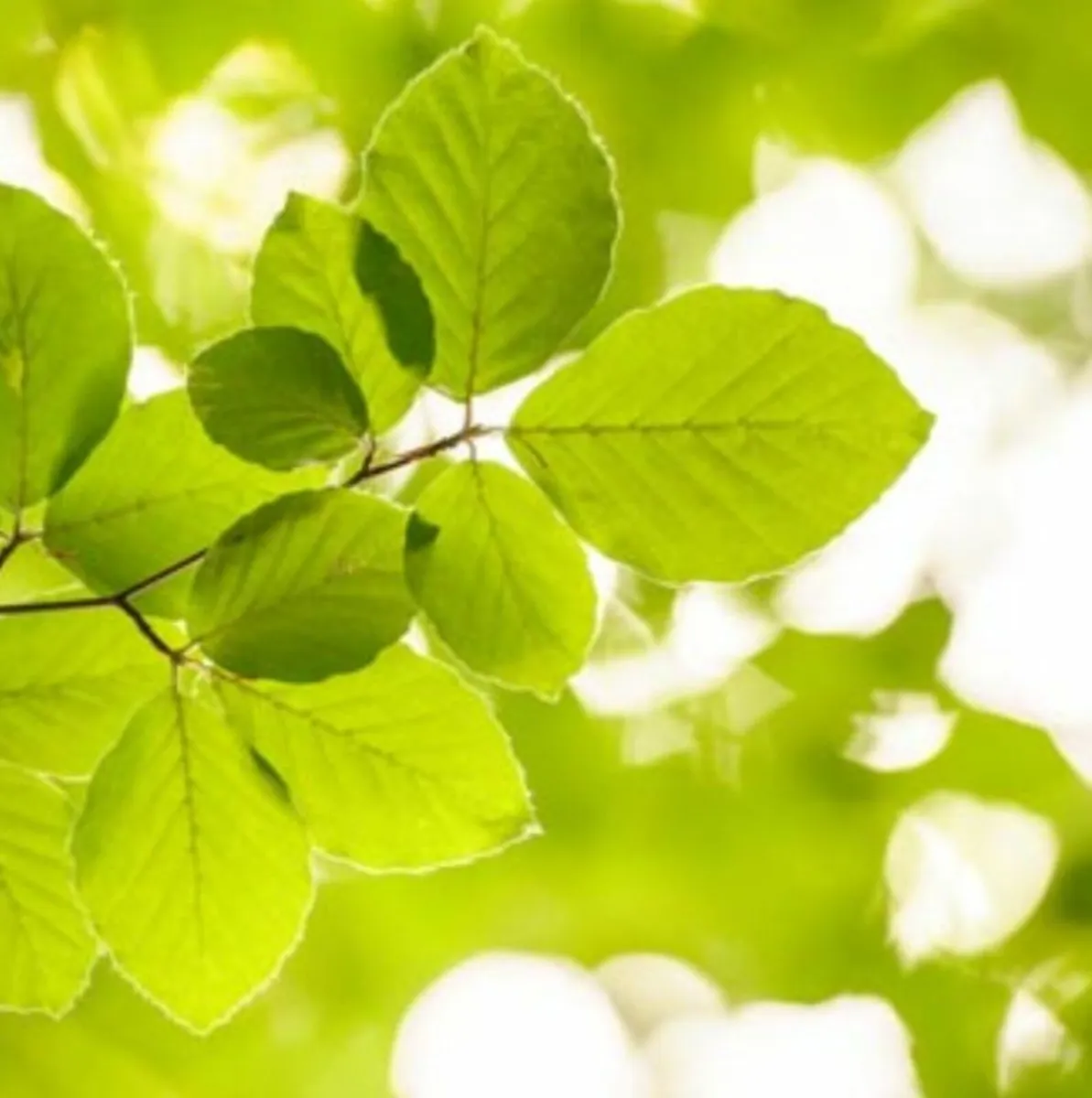 Native Irish Trees 🌳 - Image 4