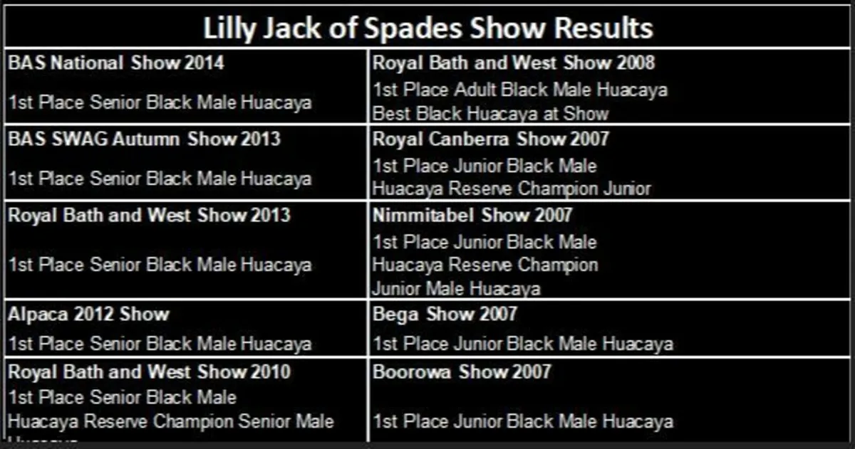 Alpaca STUD SERVICE Inca BraveHeart - Image 3