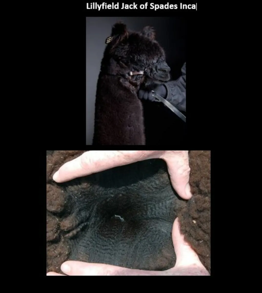 Alpaca STUD SERVICE Inca BraveHeart - Image 4