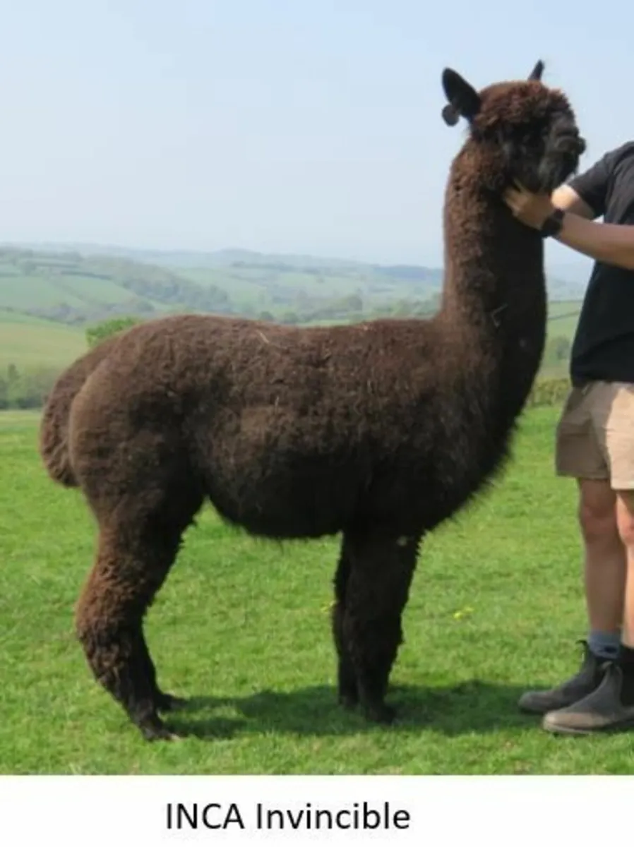 Alpaca STUD SERVICE Inca BraveHeart - Image 2